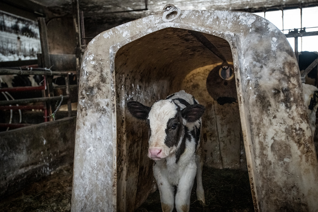 A newborn calf, born of a dairy cow, is isolated in a hutch from his mother. At this farm, unwanted males as well as mixed-breed females are shot. Vermont, 2022. Jo-Anne McArthur / We Animals Media