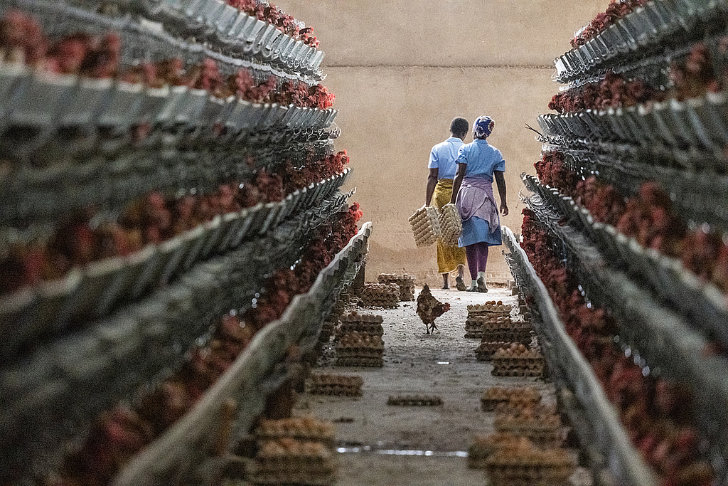 Workers at an industrial egg production farm collect eggs from hens housed in battery cages. Each cage is intended to hold up to three hens, but four or five hens per cage were often visible. Each barn on this farm holds 24,000 hens. Sub-Saharan Africa, 2022. Jo-Anne McArthur / We Animals Media