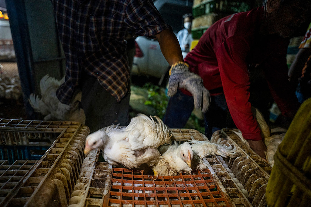 On an industrial broiler chicken farm in Thailand, a worker drops chickens being sent to slaughter into a transport crate. The frightened chickens struggle as they fall into the crate. Thailand, 2022. Haig / World Animal Protection / We Animals Media