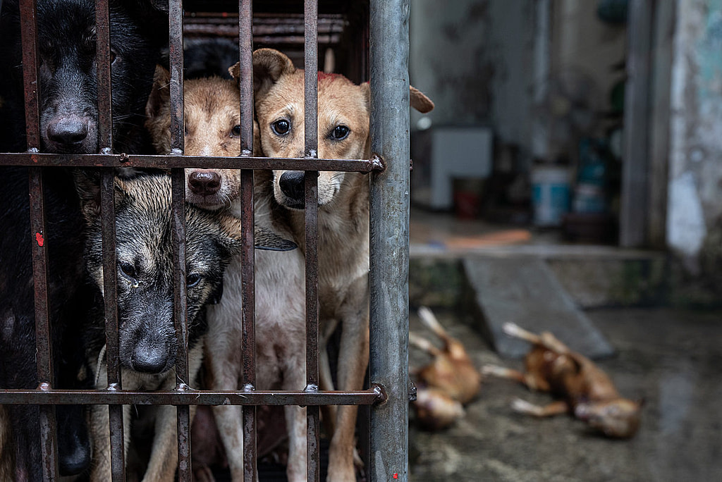 Dogs slated to be killed for their meat stare into the camera from within a small and crowded cage at a slaughterhouse on Huu Hung Street in Hanoi, Vietnam. From within the cage, these dogs have a full view of the other individuals slaughtered before them. Behind this cage lie the charred bodies of two recently killed dogs. Vietnam, 2022.Aaron Gekoski / Asia for Animals Coalition / We Animals Media