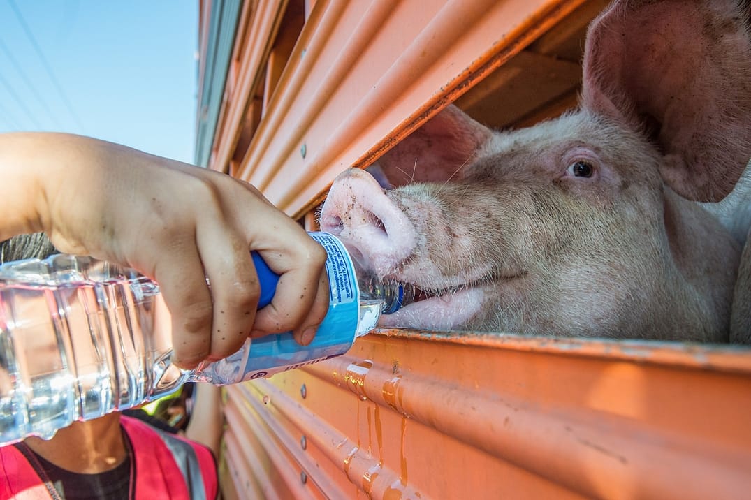Thirsty pig on transport truck is given water by Melbourne Pig Save activist. Australia, 2017.