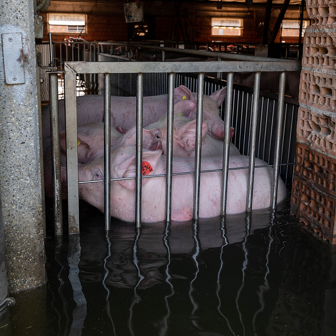 Unable to escape, pigs huddle together, attempting to keep warm, while trapped in the belly-deep flood water that infiltrates their locked enclosures inside an Italian pig farm. Extreme weather in May 2023 caused mudslides and waterways to overflow, severely affecting numerous factory farms. Ravenna, Emilia-Romagna, Italy, 2023. Stefano Belacchi / Essere Animali / We Animals Media