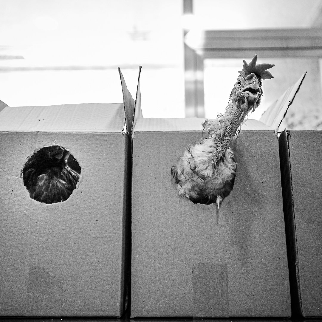 The Animal Equality team bring the rescued hens to the veterinarian for care. Spain, 2010. Jo-Anne McArthur / Animal Equality / We Animals Media