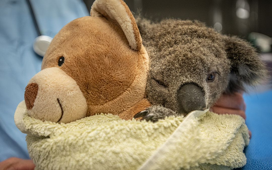 Animal Rescuers Provide Hope During Australian Wildfires