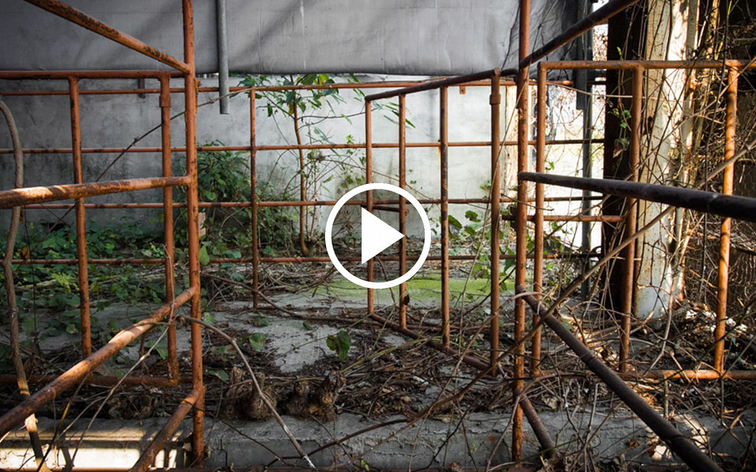 Abandoned Pig Farm