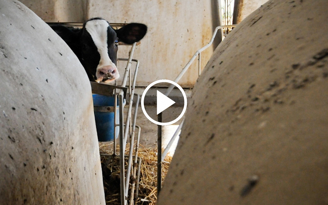 Family Dairy