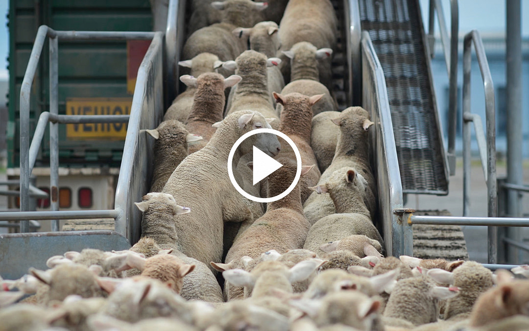 The Ballarat Saleyards