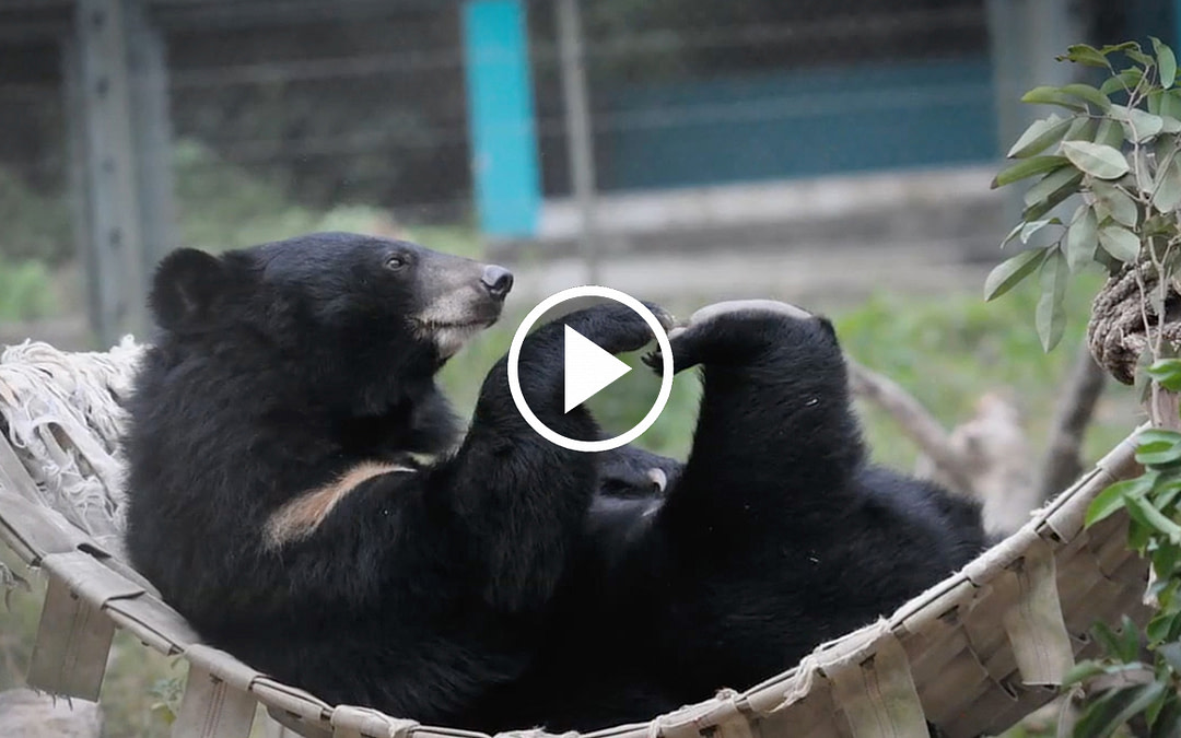 The Bears