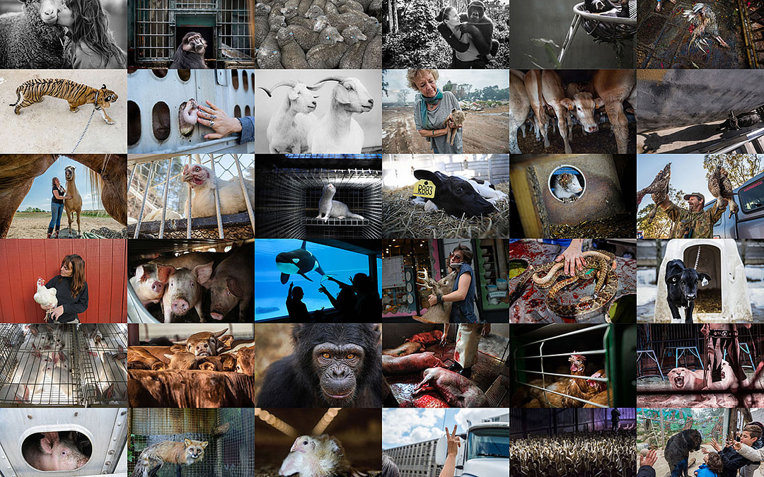 Welcome to We Animals Media: Telling Animal Stories