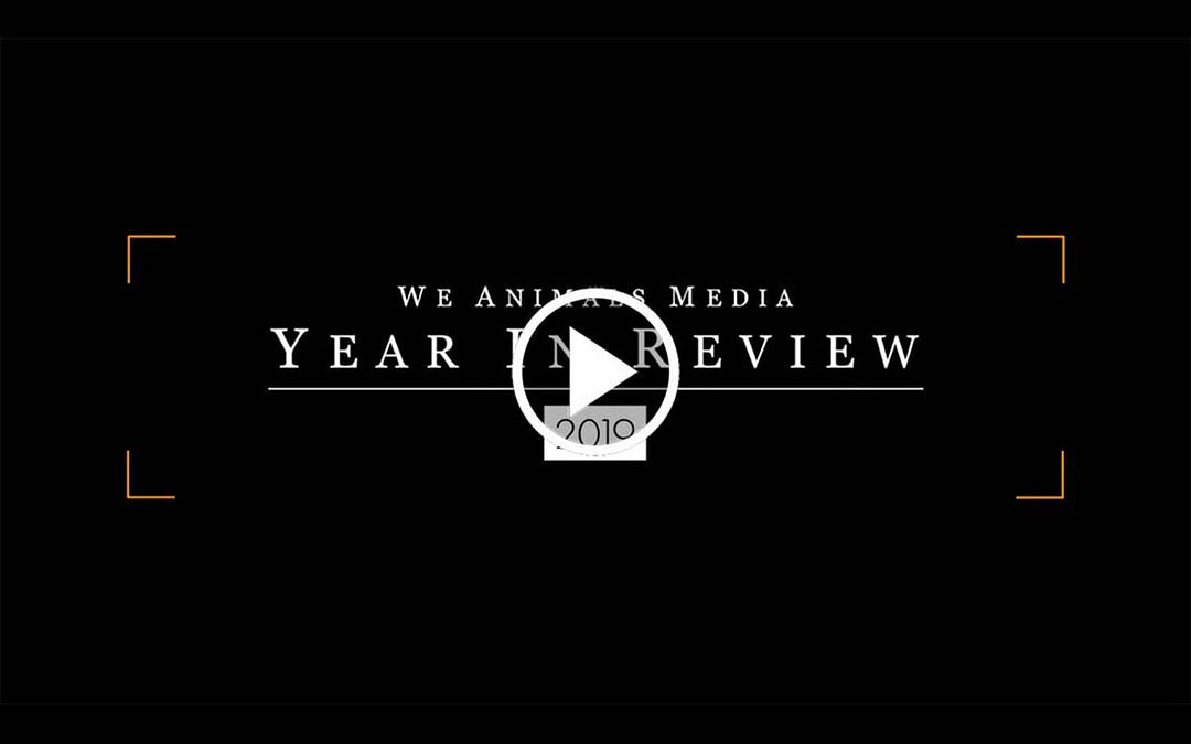 2019 Year in Review