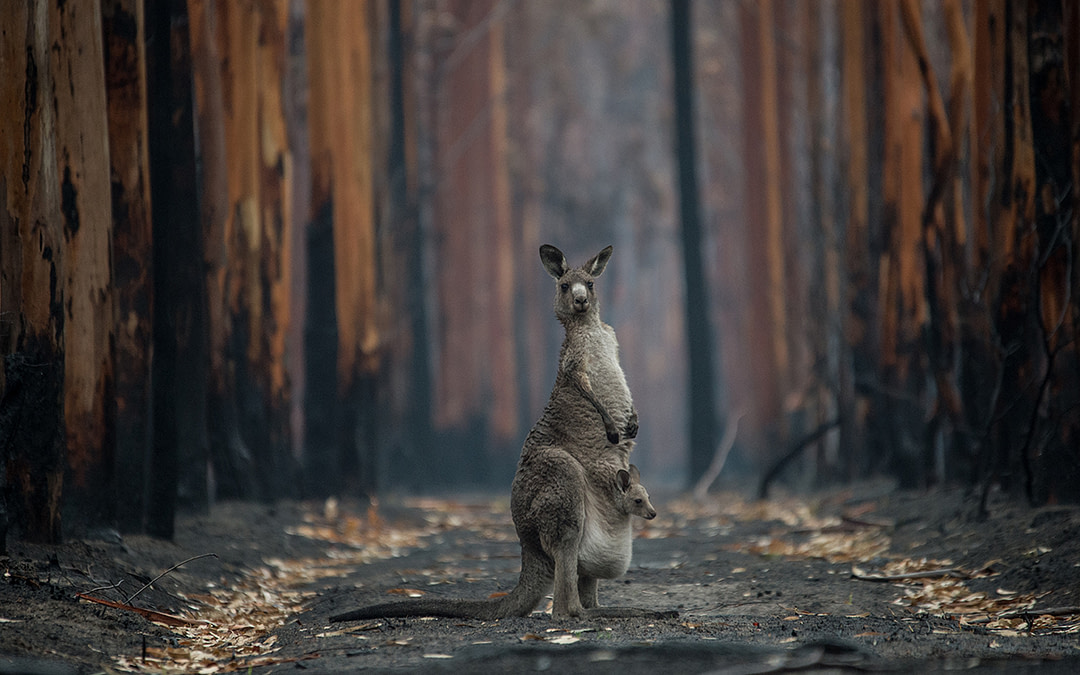 Protected: Australia Fires 2020