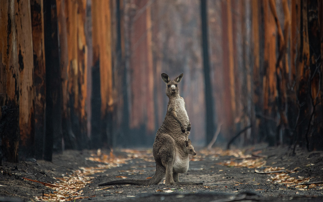 Disaster Response: How Australia Is Failing Its Wildlife
