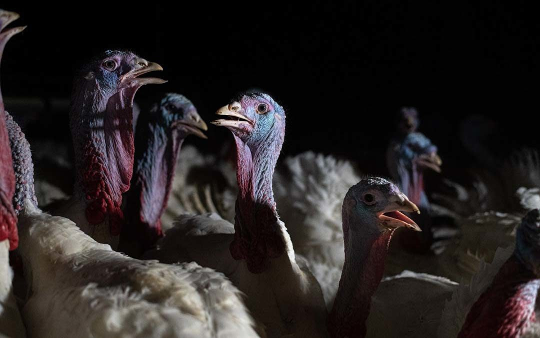 Inside the Industrial Turkey Machine