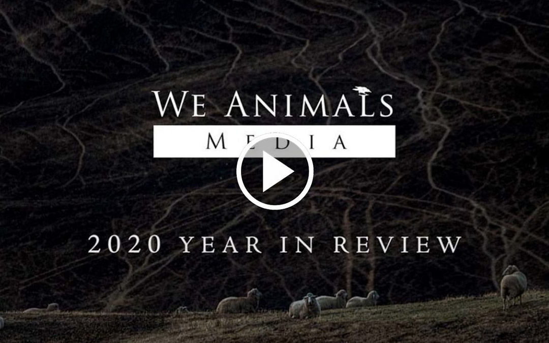 2020: A Year In Review