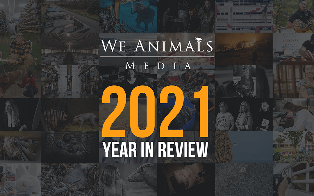 2021: A Year In Review