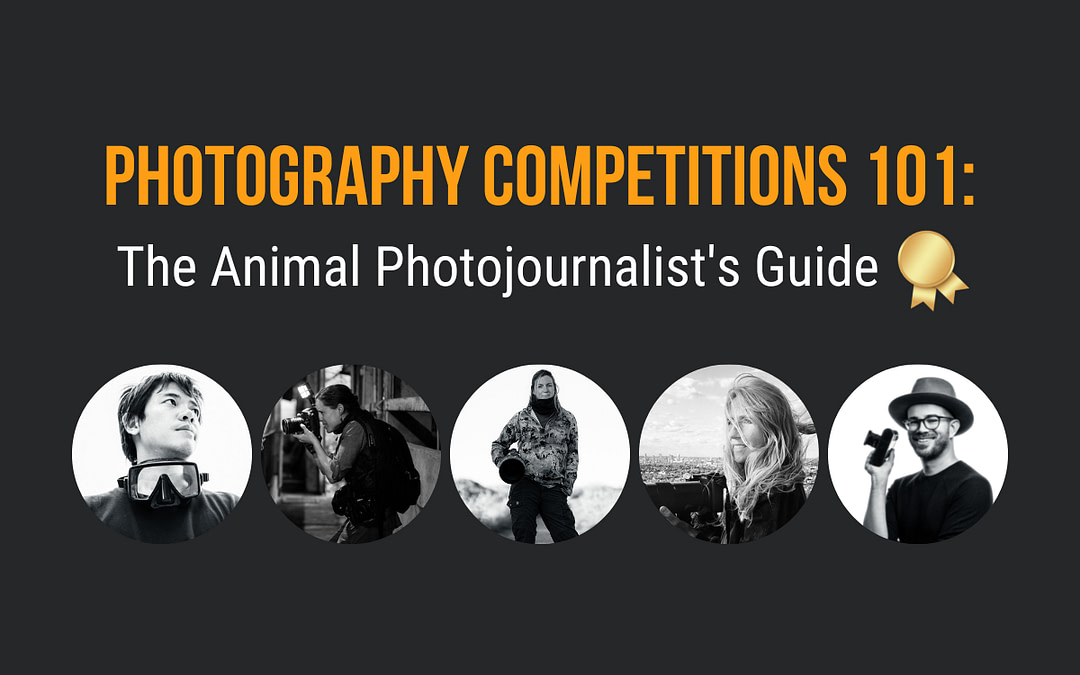 Photography Competitions 101: The Animal Photojournalist’s Guide