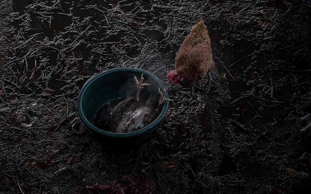 Assignment: Crowded Bird Markets During the Rise of Avian Flu