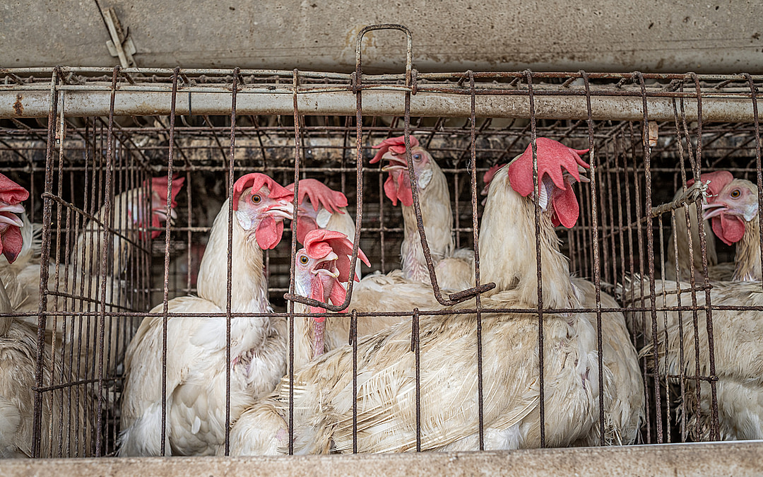 Death by Heat Exhaustion: Inside India’s Poultry Farms
