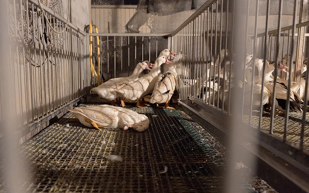 Inside the Foie Gras Industry