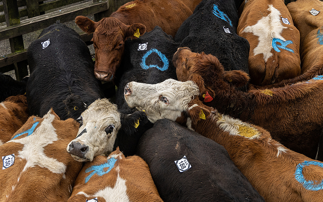 Exposing Animal Auctions in Latin America