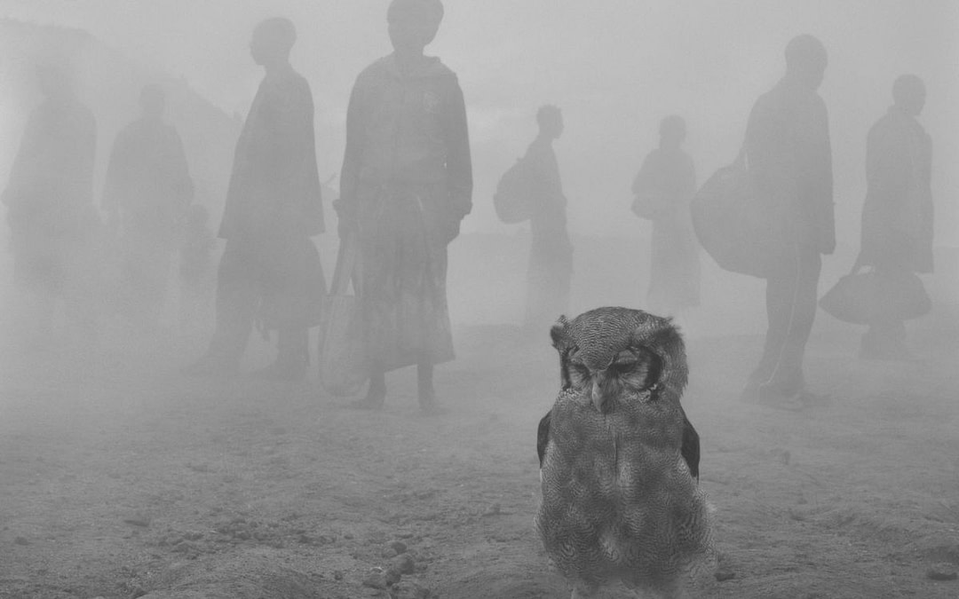 Nick Brandt and Jo-Anne McArthur On Photography and Creating Change for Animals