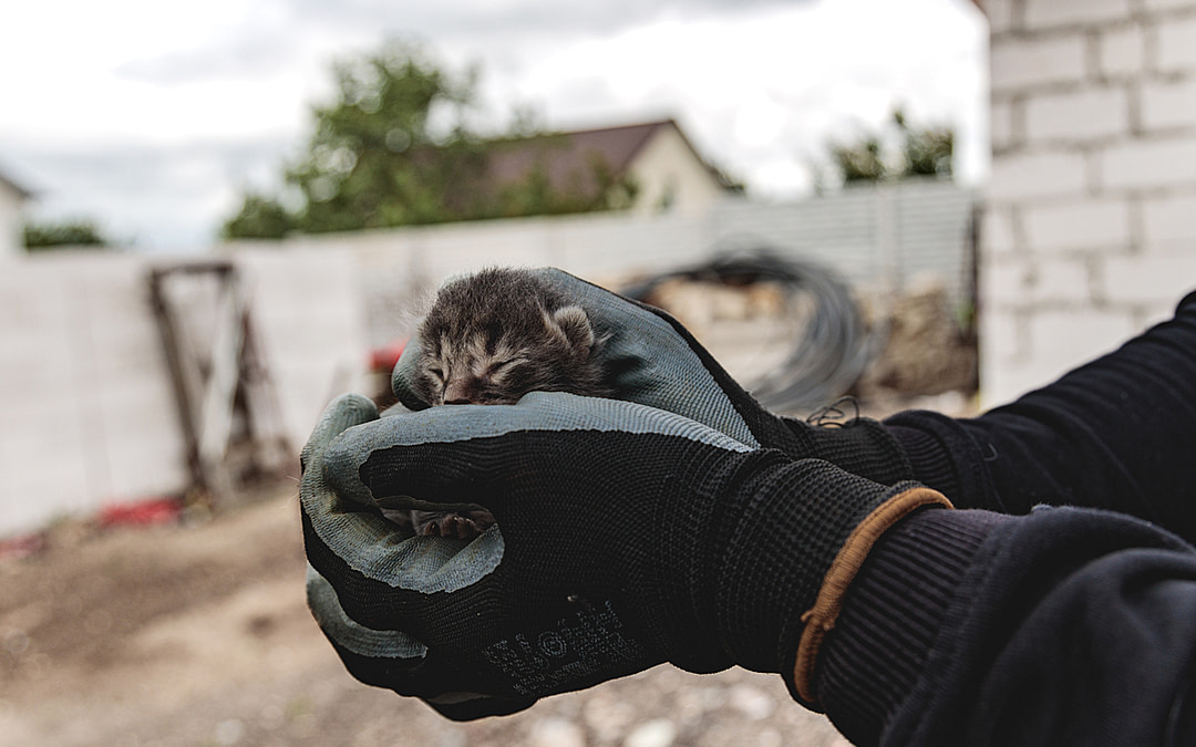 Frontline Heroes: The Brave Mission to Rescue Animals in Ukraine