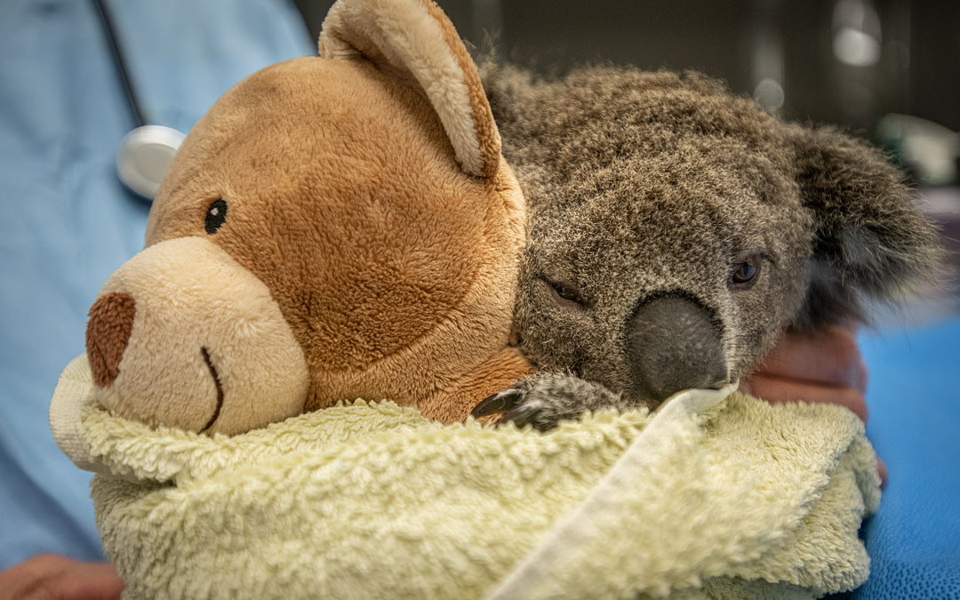 Animal Rescuers Provide Hope During Australian Wildfires