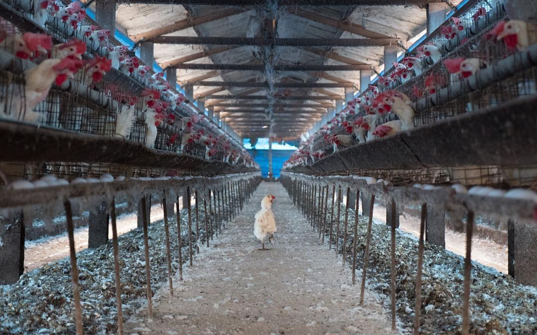 Hen at an Industrial Egg Farm. Taiwan, 2019.