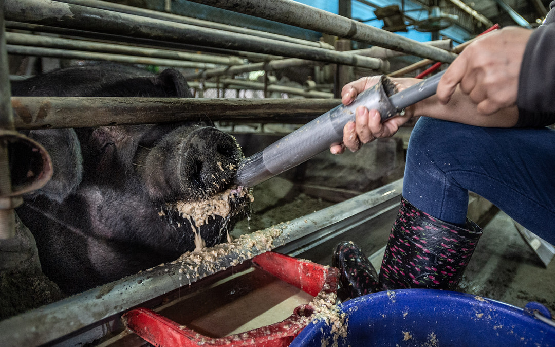 The Pigs of God: Force-fed then slaughtered for spectacle
