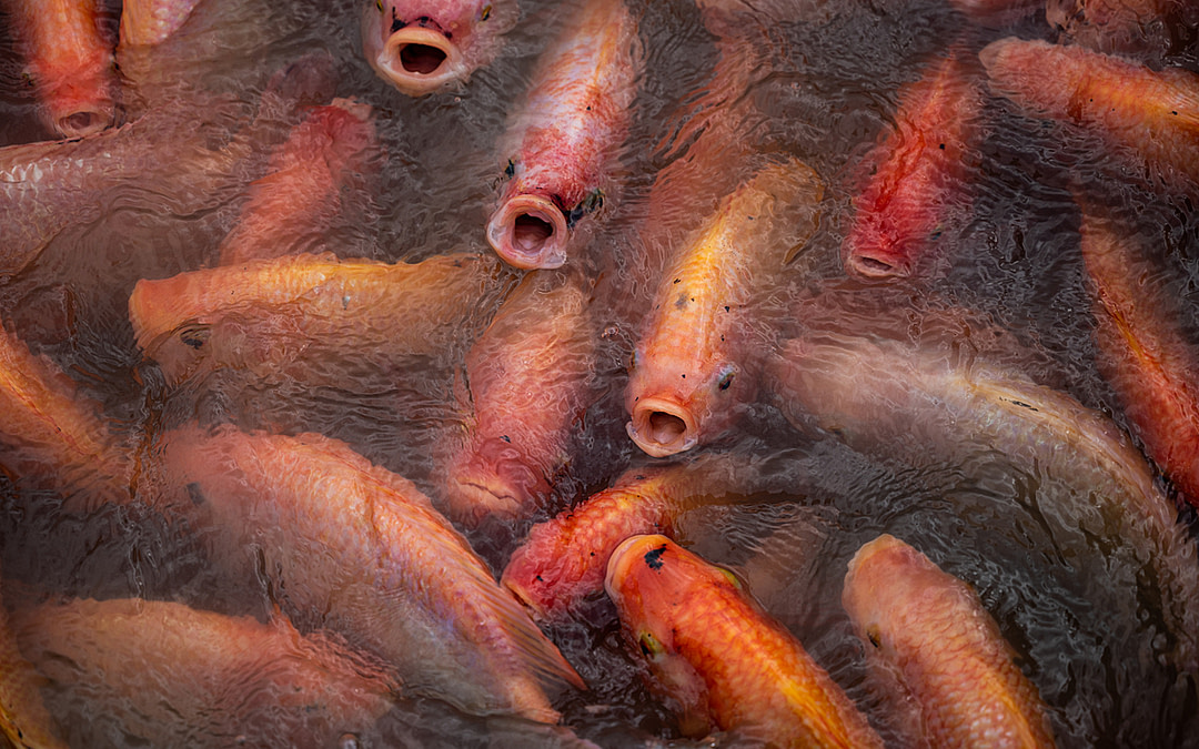 New Investigation: Thai Fish Farms and Markets