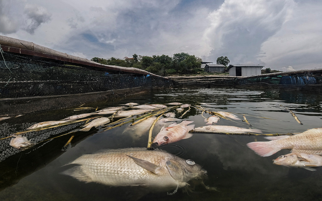 New Investigation: Fish Farming in Indonesia