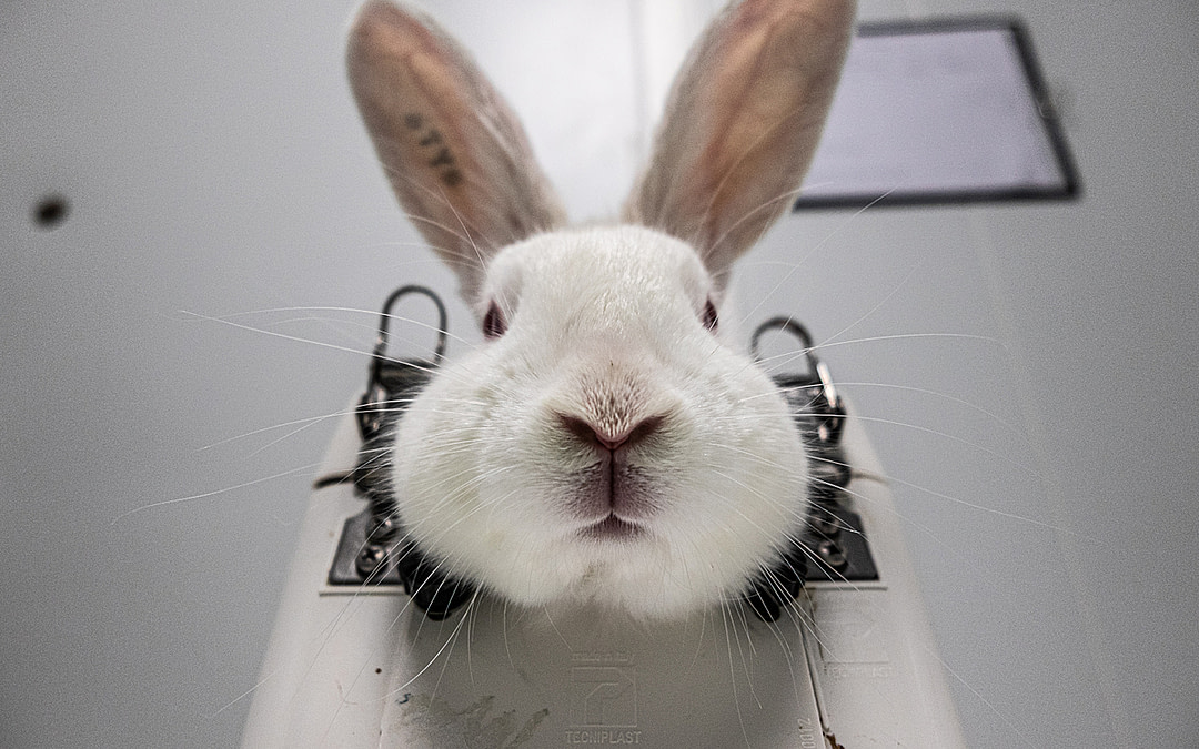 Our Top 10 Images For World Day For Laboratory Animals