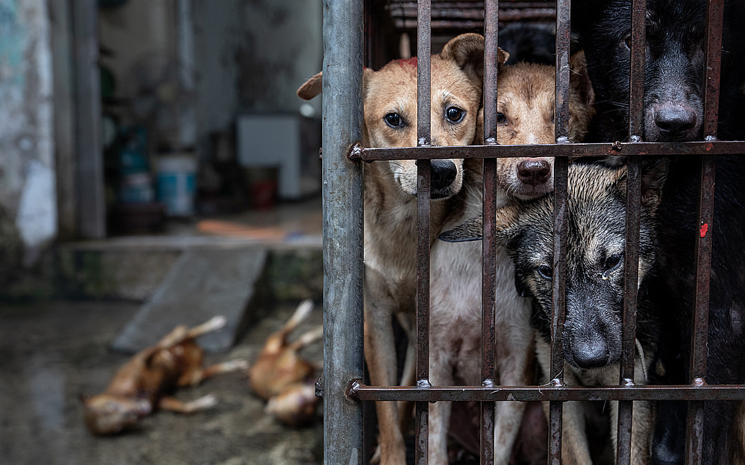 New Investigation: Inside Vietnam’s Dog Meat Trade And Wet Markets