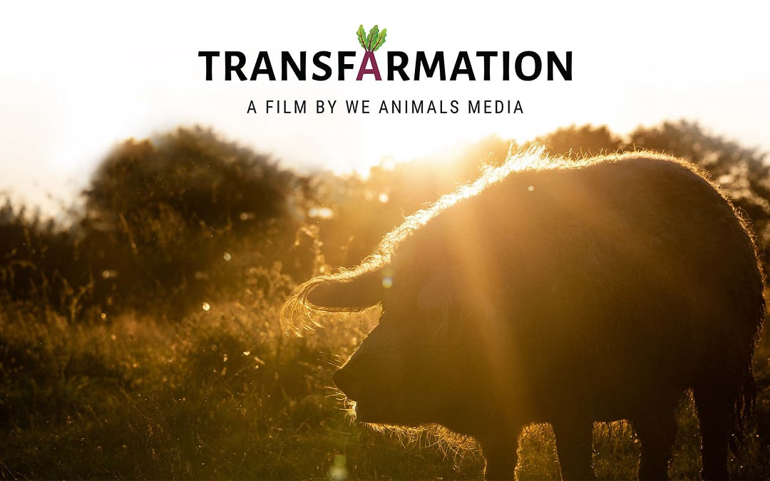 An invite to the premiere of our new short film ‘Transfarmation’
