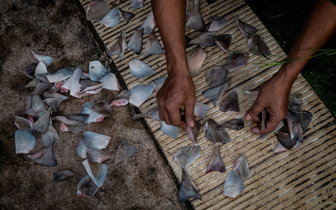 New Assignment: Inside Indonesia’s Shark Fin and Meat Trade