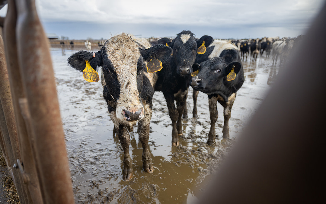 New Assignment: Farmed Animals in Northern California’s Flood Zones