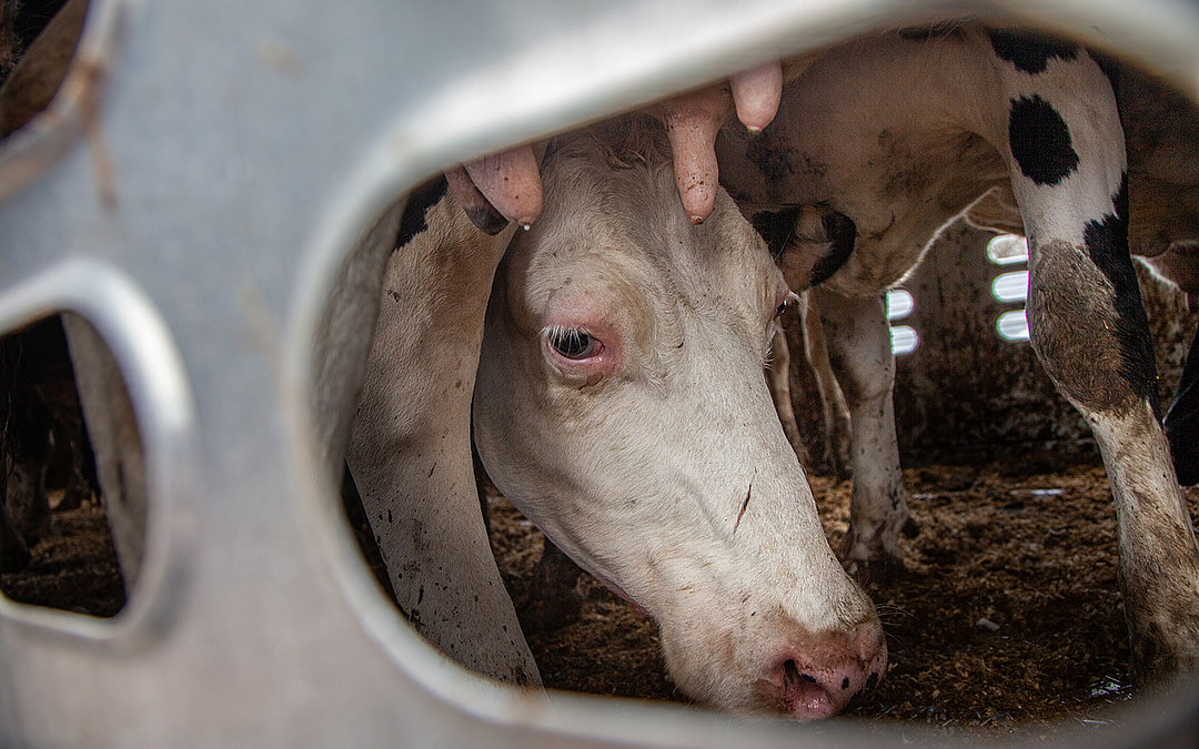 The Fate of Canadian Dairy Cows Revealed on World Milk Day