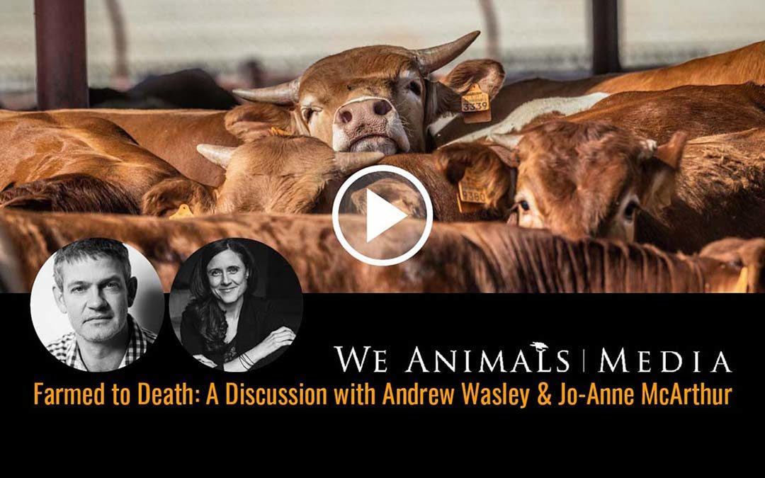 Farmed to Death: A discussion with Andrew Wasley and Jo-Anne McArthur