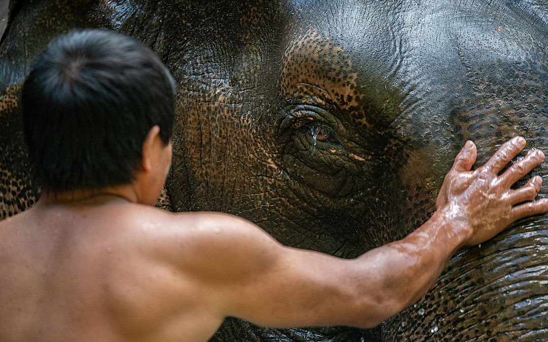Assignment: COVID-19 and Thailand’s Elephants
