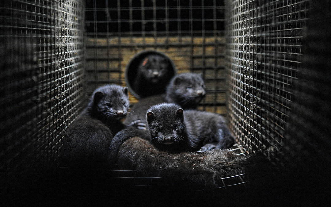 The Decline of Fur Farming in Canada