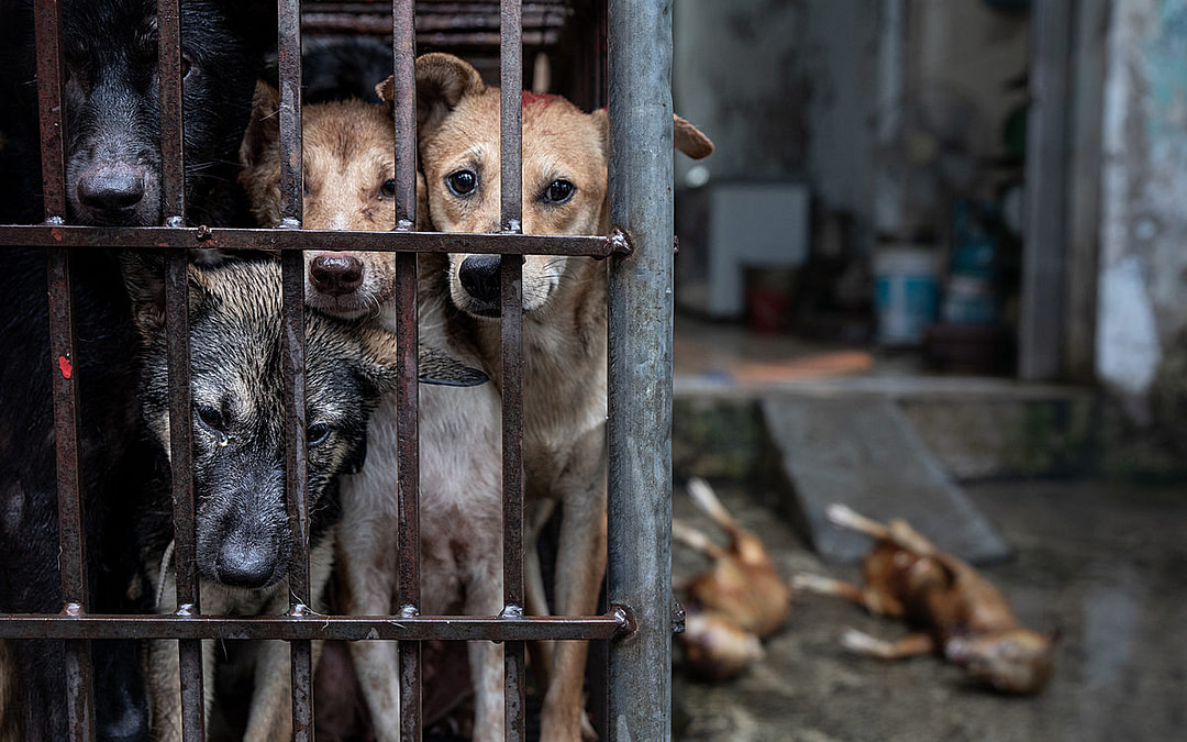 Investigation: Inside Vietnam’s Dog Meat Trade And Wet Markets