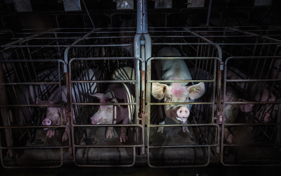 US Pig Industry Fights To Keep Gestation Crates