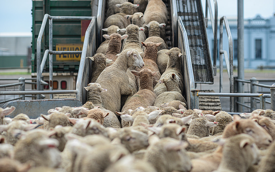 New Data Reveals EU’s Role in Global Animal Transport Trade