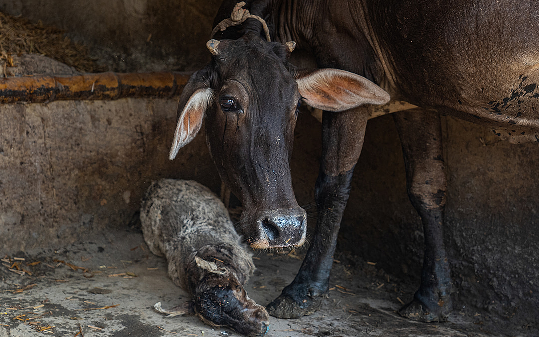 Documenting Dairy Farming in India