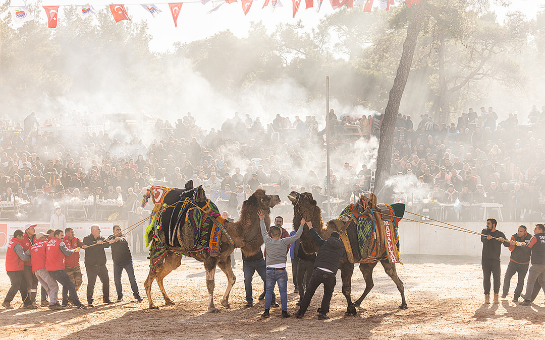 Forced to Fight: Documenting Camel Wrestling in Türkiye