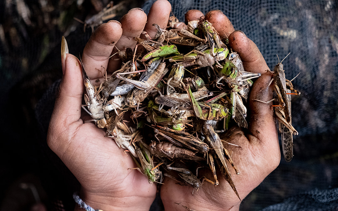 Documenting Grasshopper Catching and Cricket Farming in Indonesia