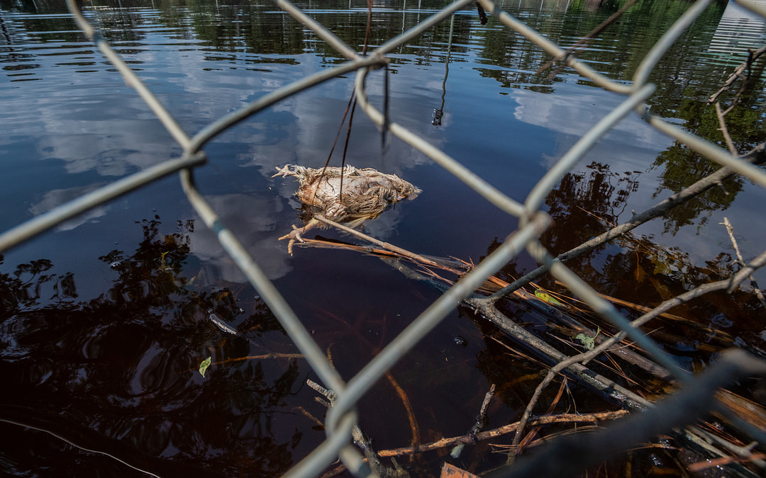 Documenting the aftermath for animals of Hurricane Florence