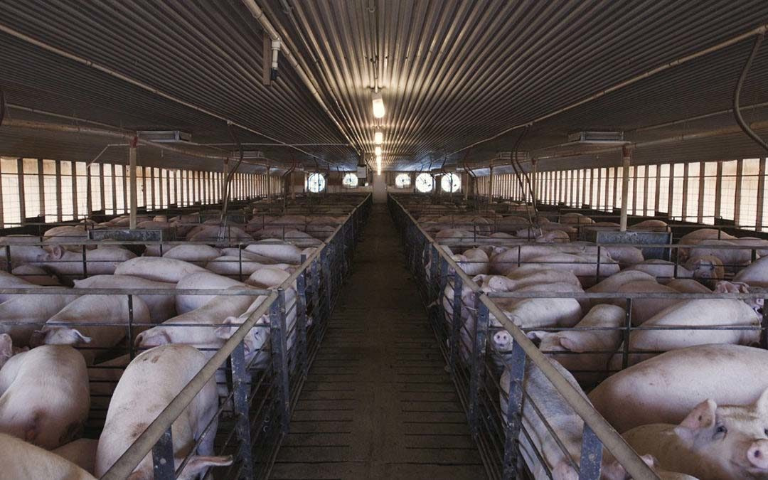 System Shutdowns and The Failures of Factory Farming
