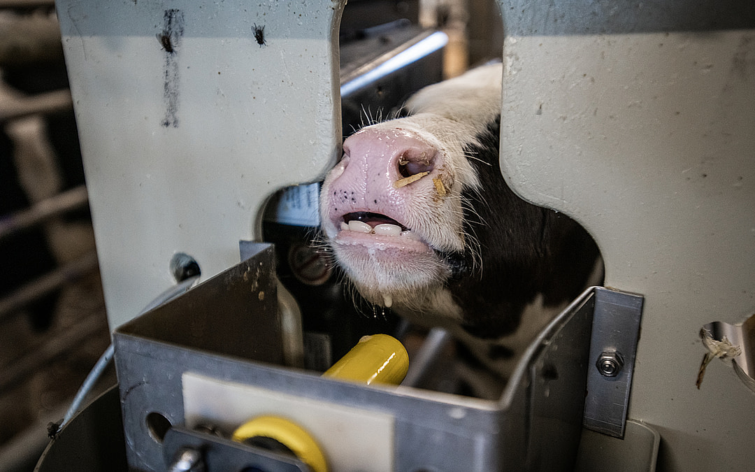 The Fate of Canadian Dairy Cows Revealed on World Milk Day