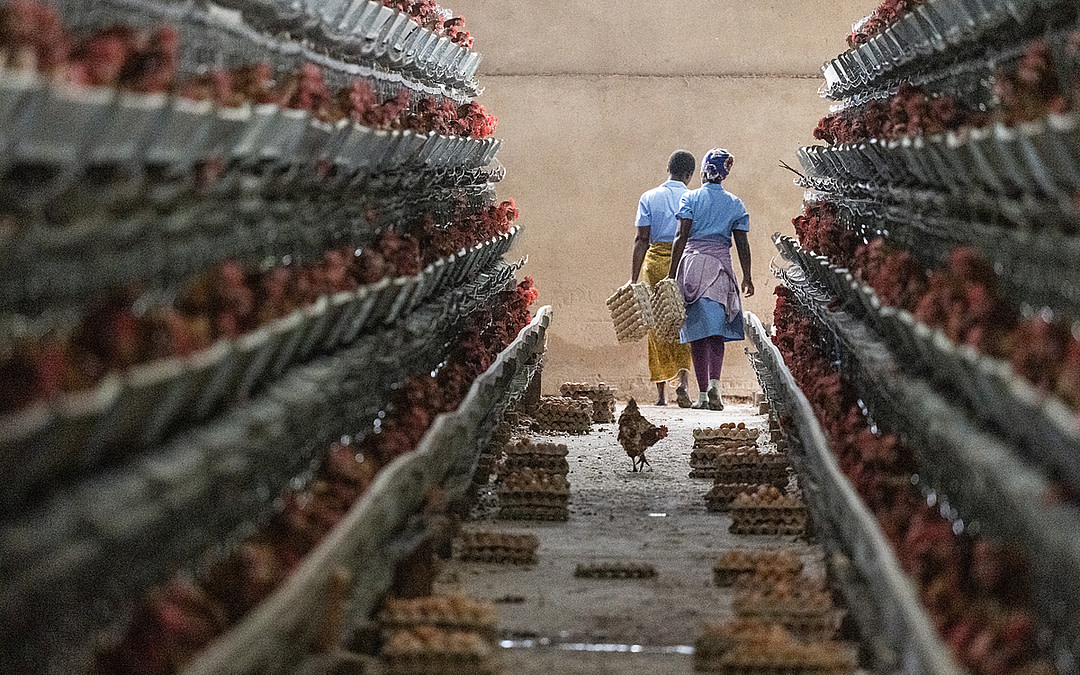 The Rise of Industrial Animal Farming in Africa